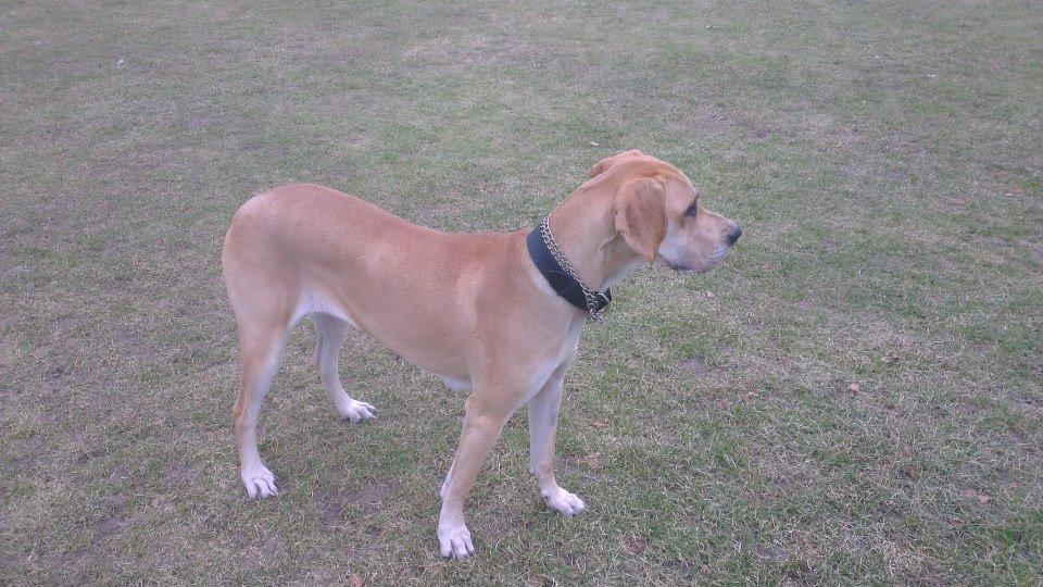 Grand danois Honey billede 7