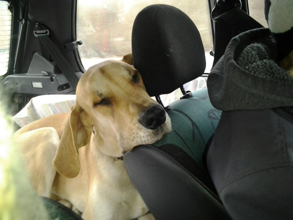 Grand danois Honey billede 8