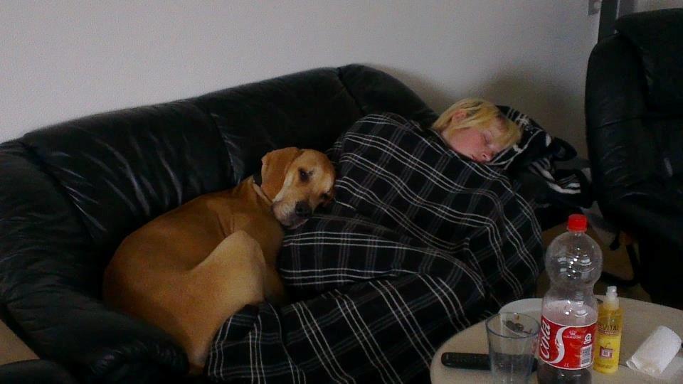 Grand danois Honey billede 9