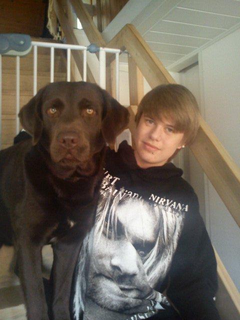 Labrador retriever Bob billede 6