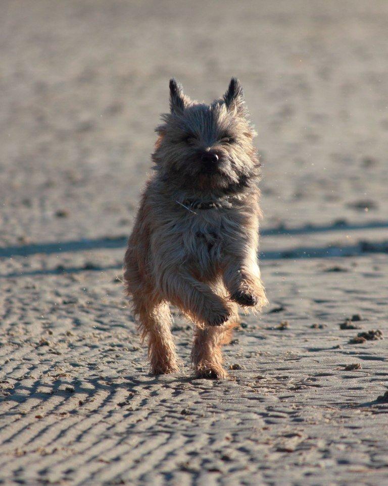 Cairn terrier Jensen aka Gulvmoppen - "Tadaaaaah" billede 14