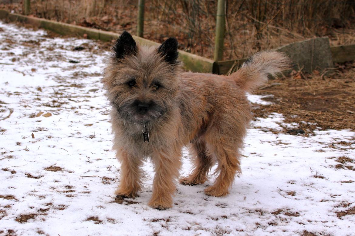 Cairn terrier Jensen aka Gulvmoppen - "Det bedste jeg ved er at tonse rundt i haven lige efter mor har trimmet mig" billede 15