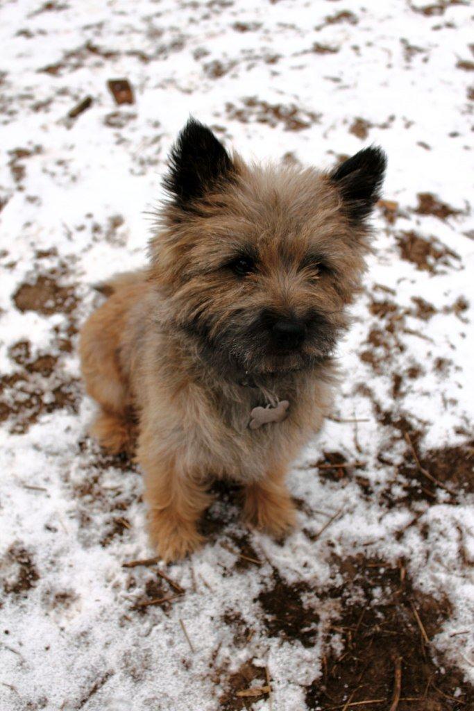 Cairn terrier Jensen aka Gulvmoppen - "Det lidt koldt for numsen det her mor" billede 16