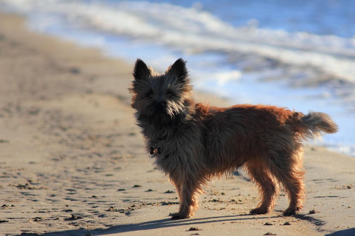 Cairn terrier Jensen aka Gulvmoppen - "Kommer du eller hvad? Der er stadig mange sten jeg ikke har tisset på endnu" billede 17