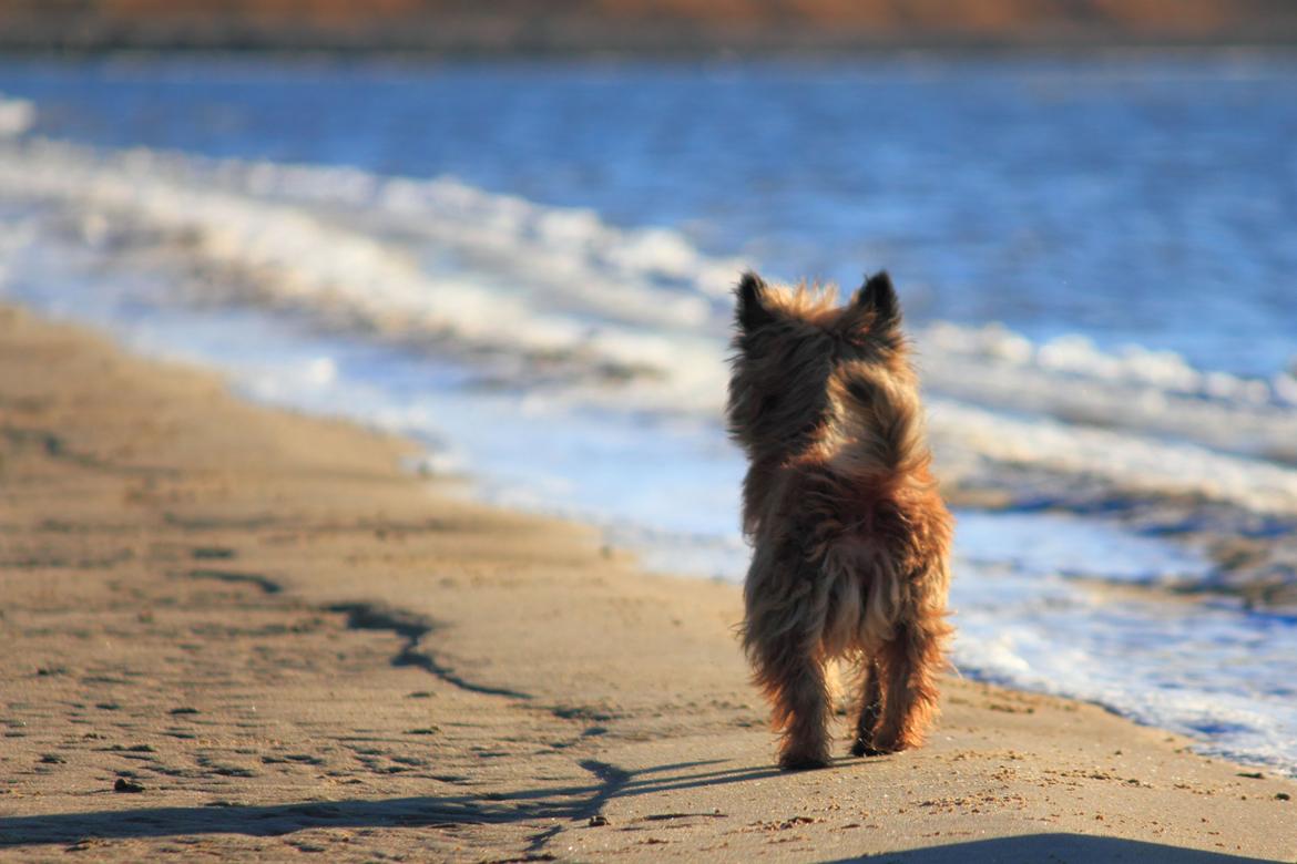 Cairn terrier Jensen aka Gulvmoppen - "Studere lige stranden" billede 18