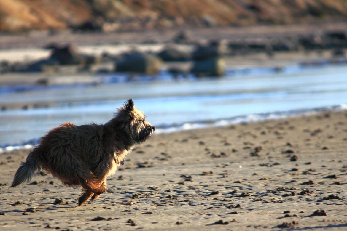 Cairn terrier Jensen aka Gulvmoppen - "Fuld fart frem" billede 19