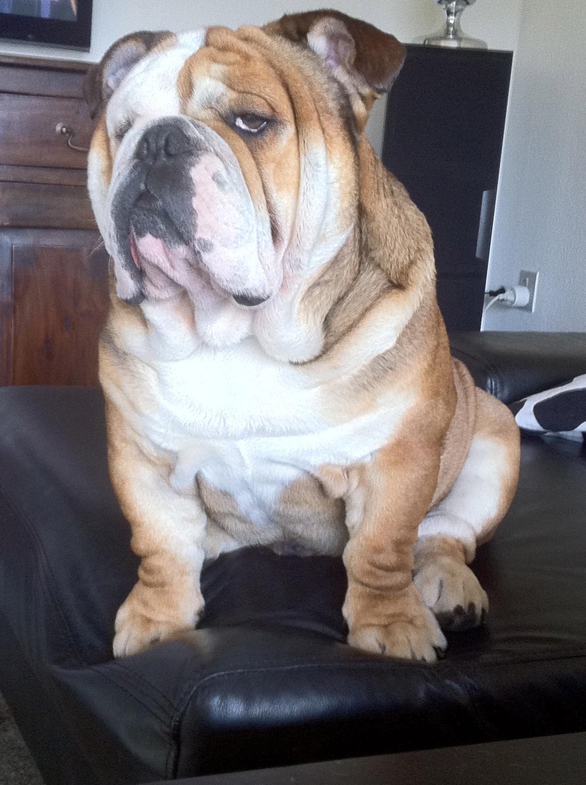 Engelsk bulldog Ludvig billede 8