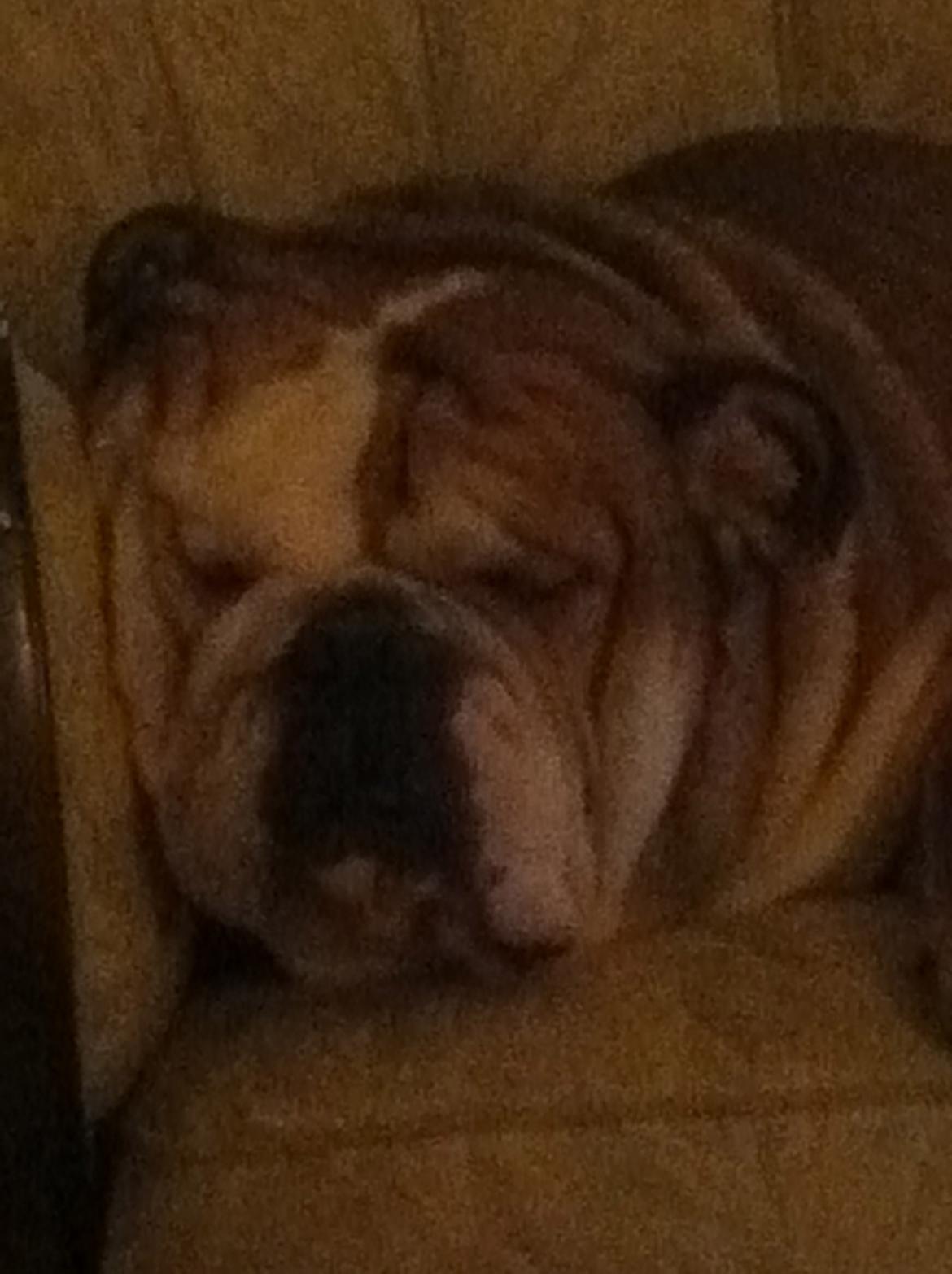 Engelsk bulldog Ludvig billede 9