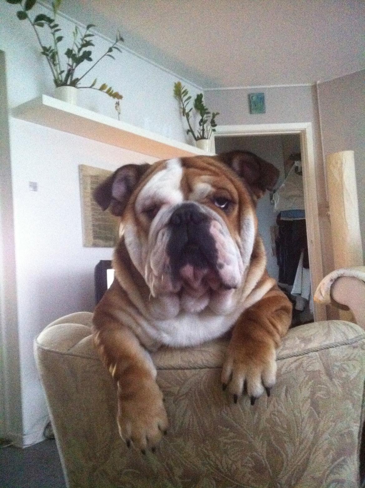 Engelsk bulldog Ludvig billede 10