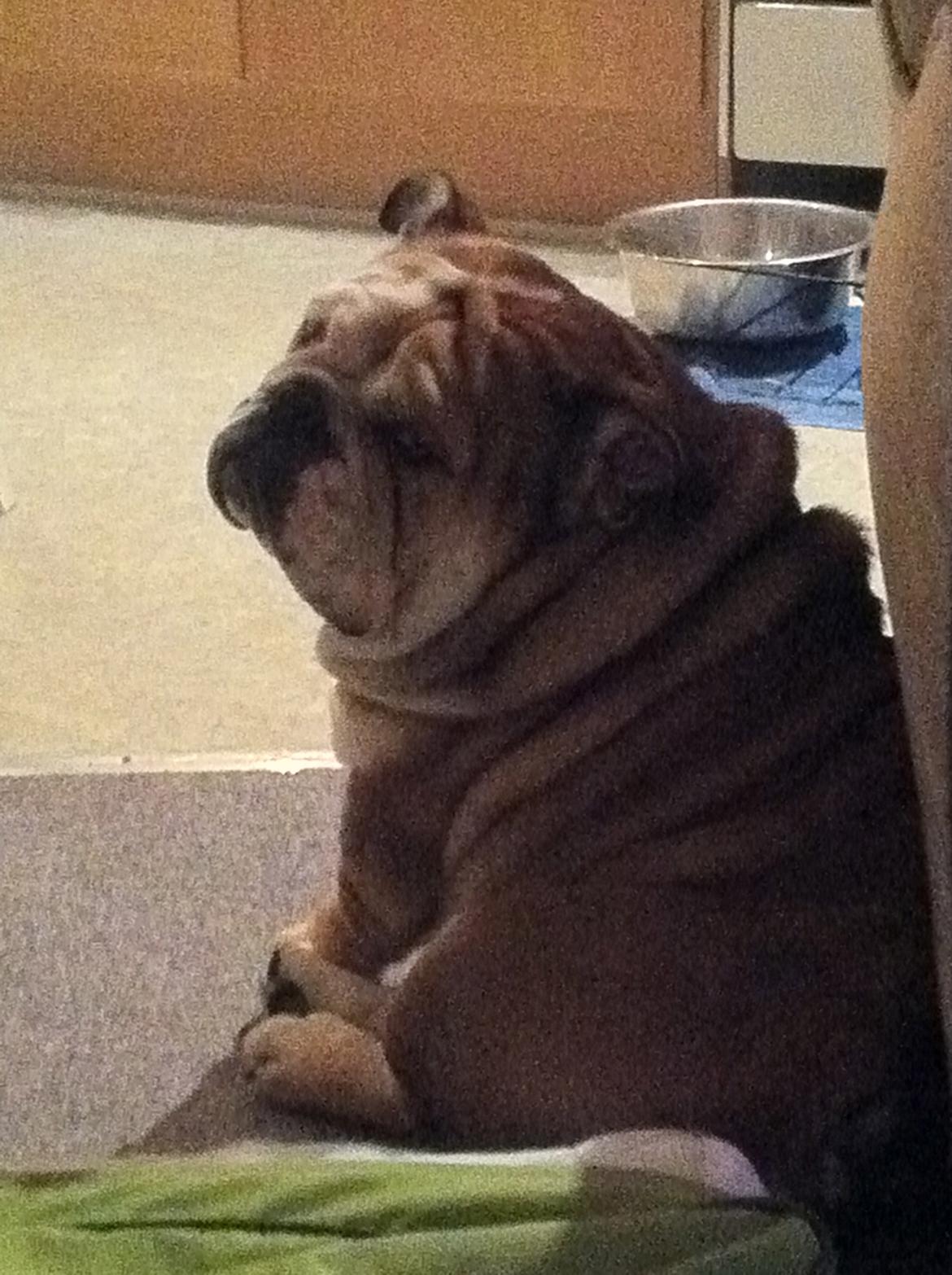 Engelsk bulldog Ludvig billede 11