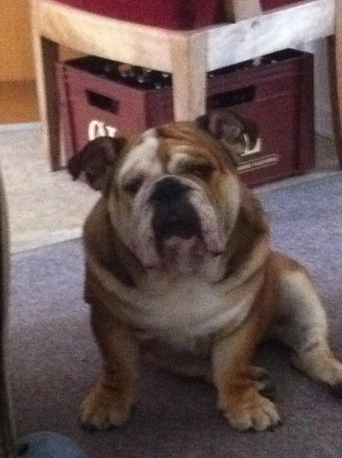 Engelsk bulldog Ludvig billede 12