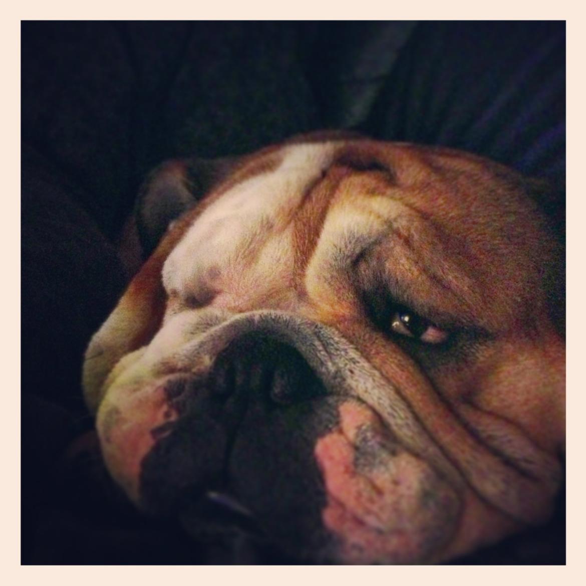 Engelsk bulldog Ludvig billede 13