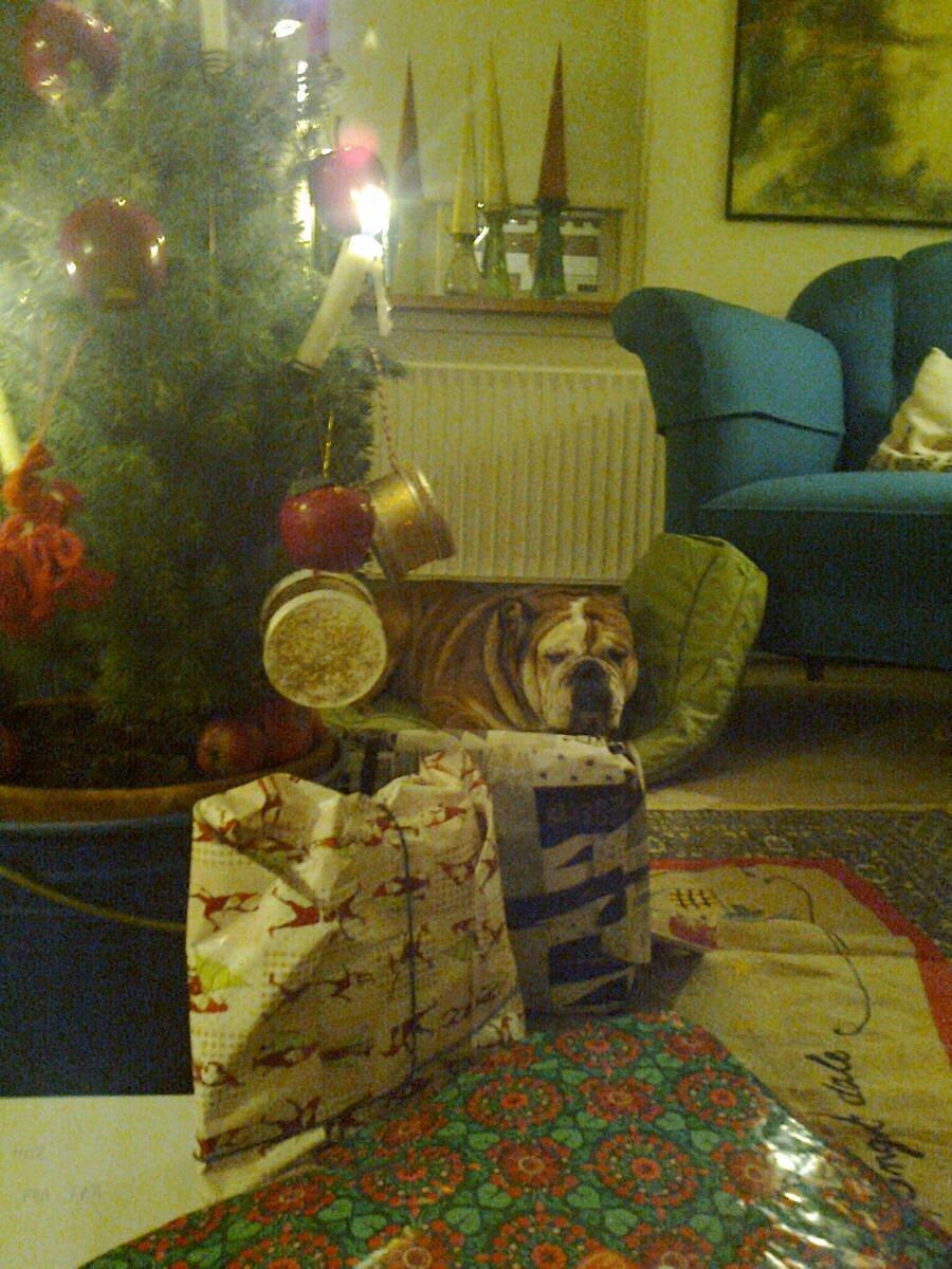 Engelsk bulldog Ludvig billede 14