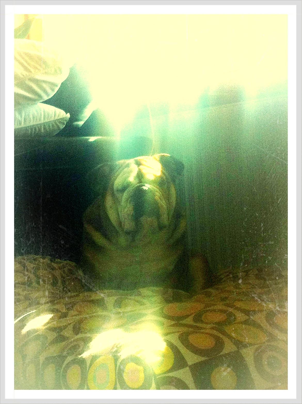 Engelsk bulldog Ludvig billede 15