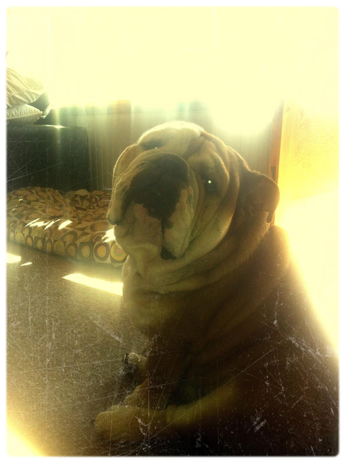 Engelsk bulldog Ludvig billede 16