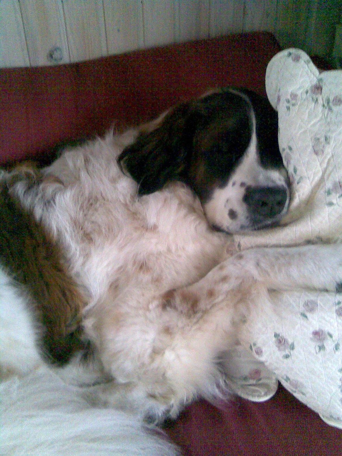 Sankt bernhardshund Sascha R.I.P. billede 10