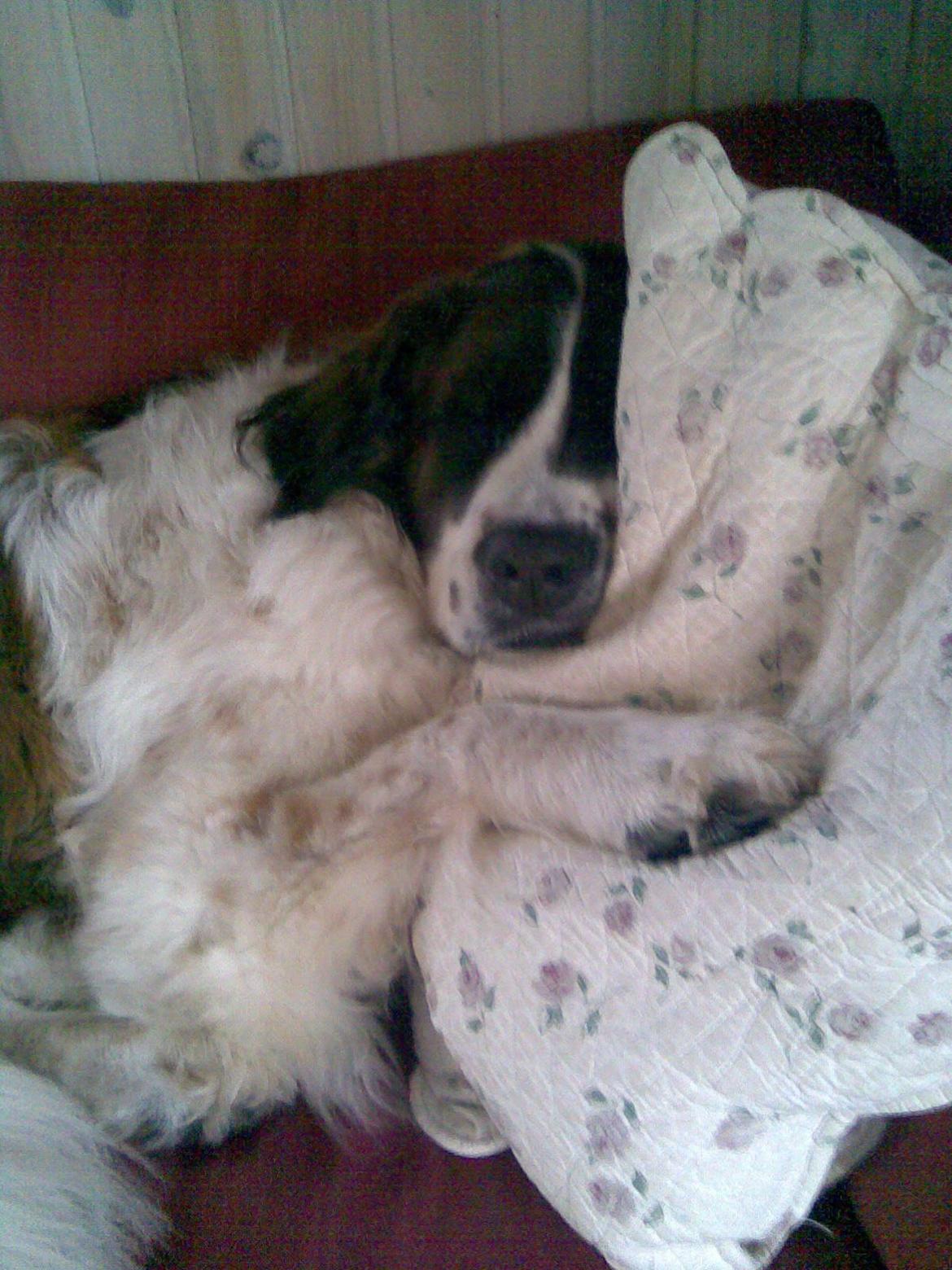 Sankt bernhardshund Sascha R.I.P. billede 11