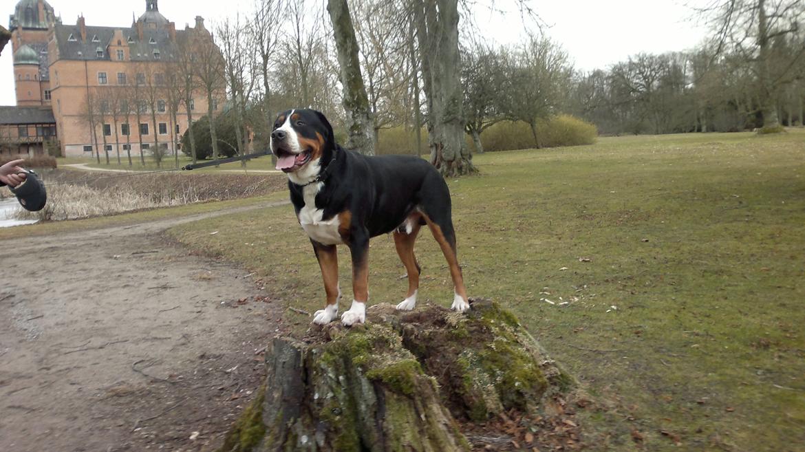 Grosser schweizer sennenhund Frodo Lucky Swiss - Frodo 20 måneder billede 9