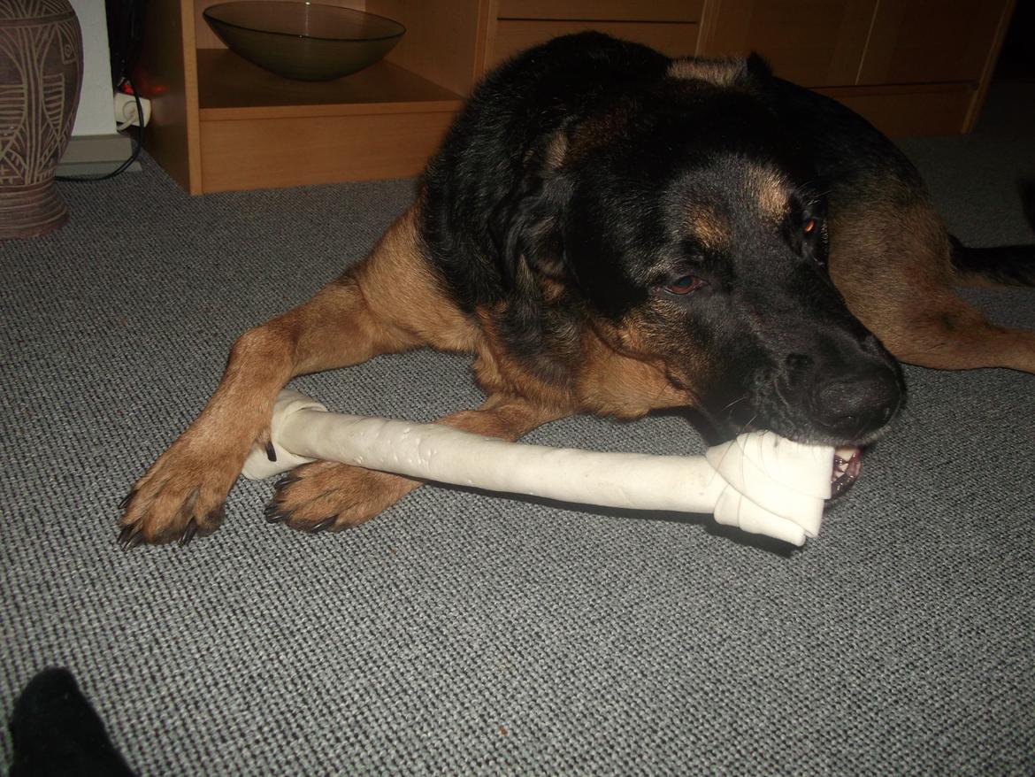 Blanding af racer Walther - Meget stolt. Selvom det nogle gange kan være lidt svært at komme igennem døren med det ;-) billede 10