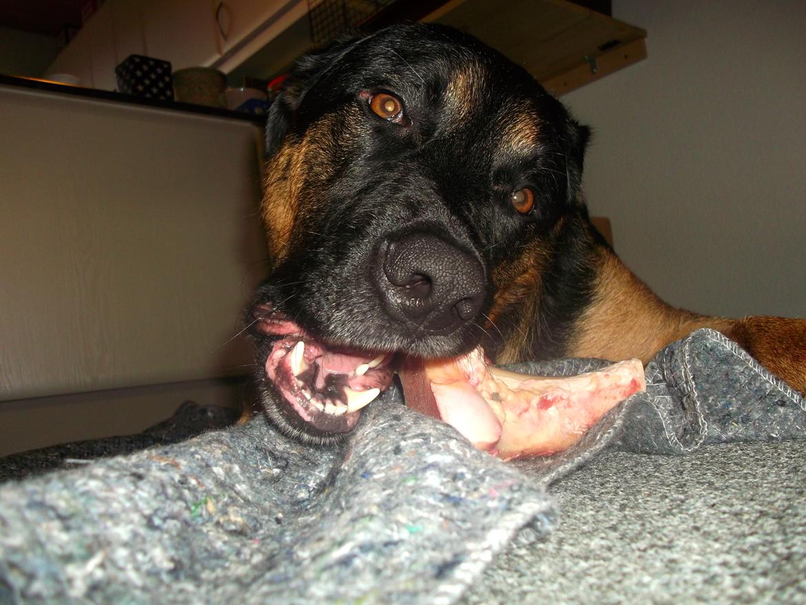 Blanding af racer Walther billede 9