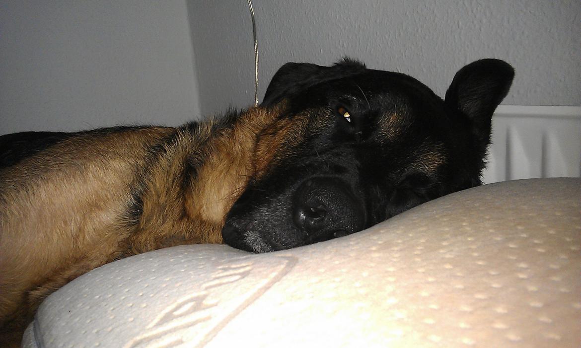 Blanding af racer Walther - Skal vi op... NU?? 
Klokken er da kun.. 10..? billede 11