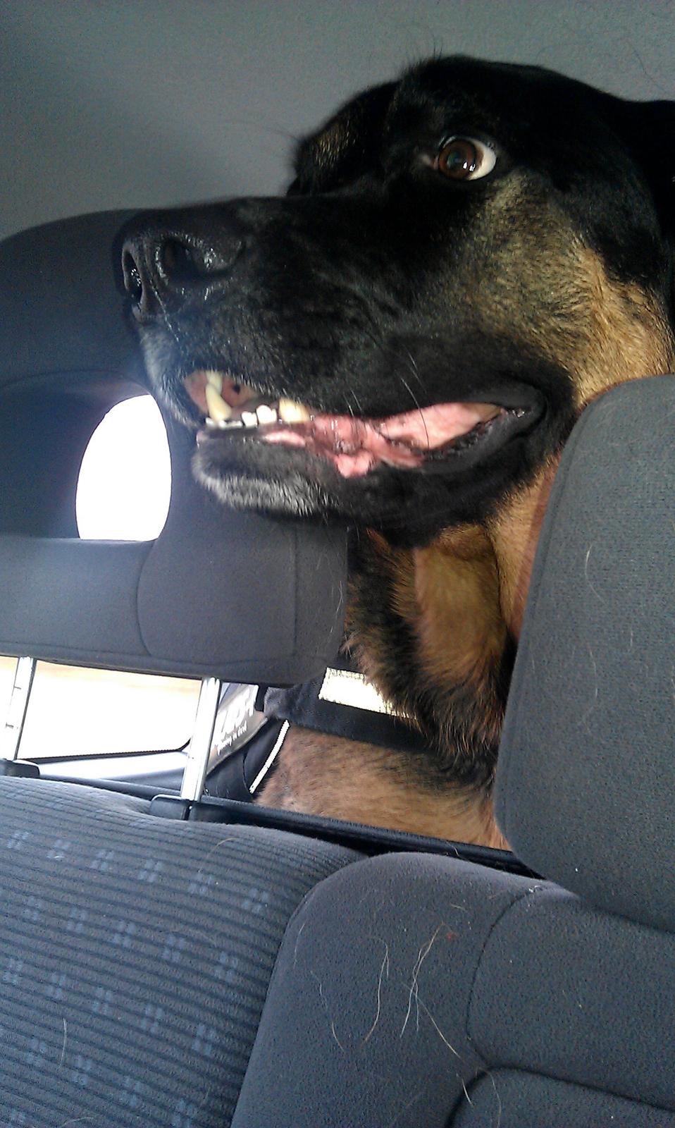 Blanding af racer Walther - Uh, uh uh!! Hvor skal vi hen??? billede 12