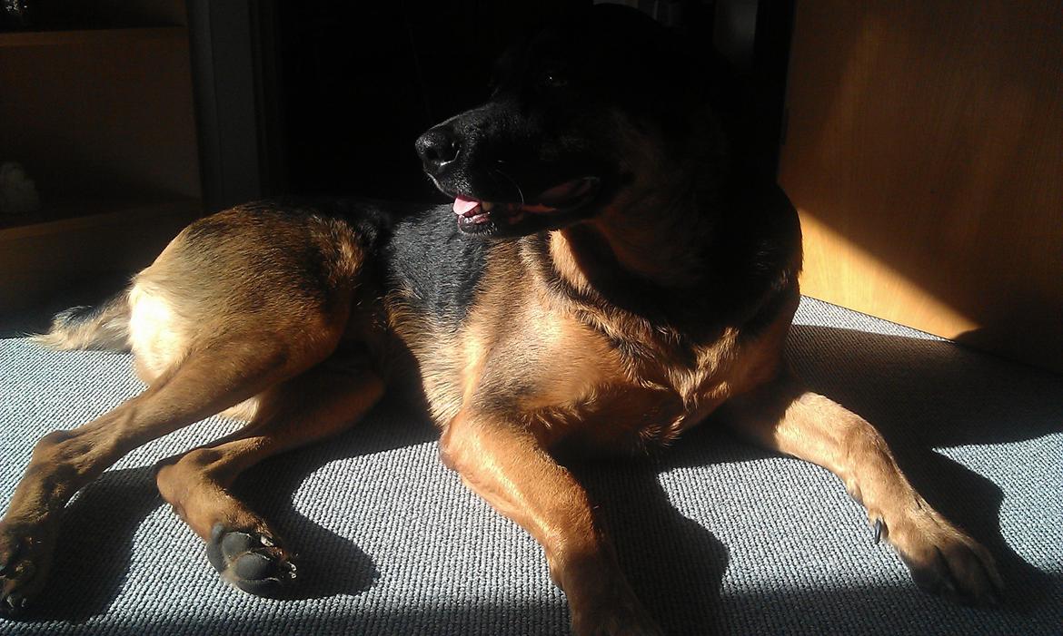 Blanding af racer Walther billede 14