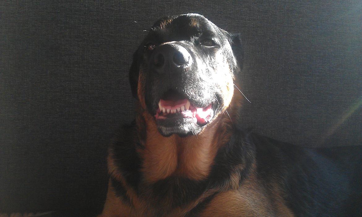 Blanding af racer Walther billede 15