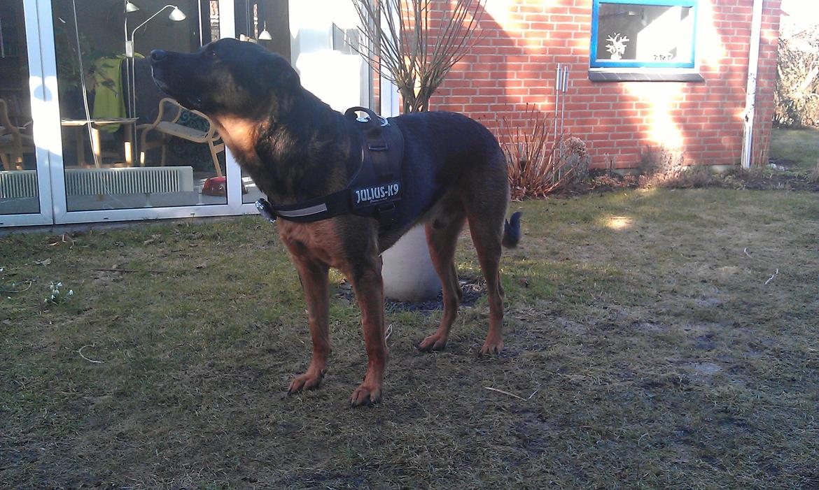 Blanding af racer Walther billede 16