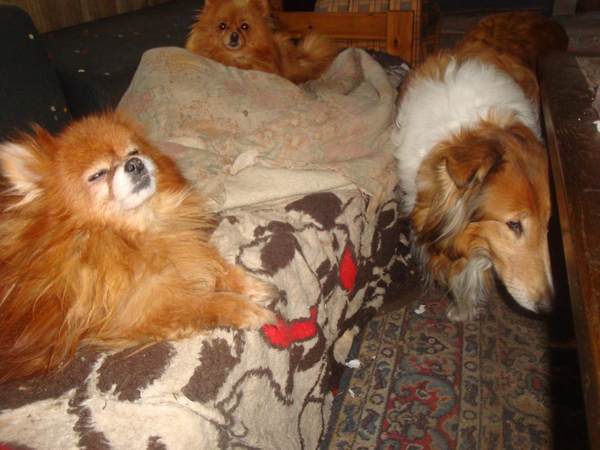 Pomeranian Topsys Rødtop - har i set patriarken,,,,hun VED skam godt den Topper, art hun er regenten...... billede 6