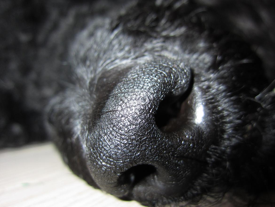 Storpuddel Be-Diva Balder The Kind God:* billede 16