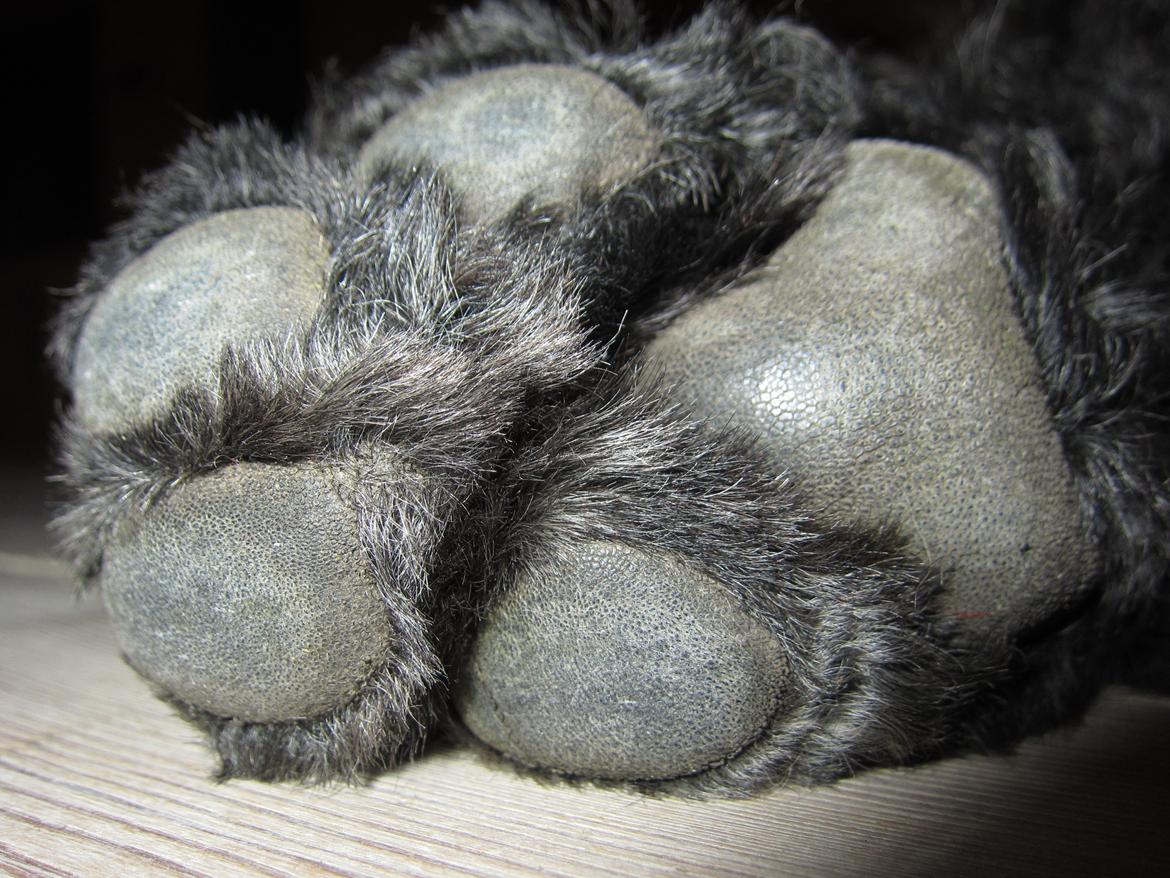 Storpuddel Be-Diva Balder The Kind God:* - Big Foot!:O billede 17