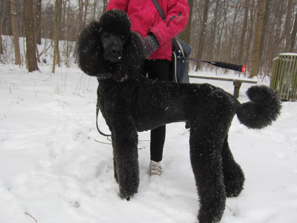 Storpuddel Be-Diva Balder The Kind God:* billede 18