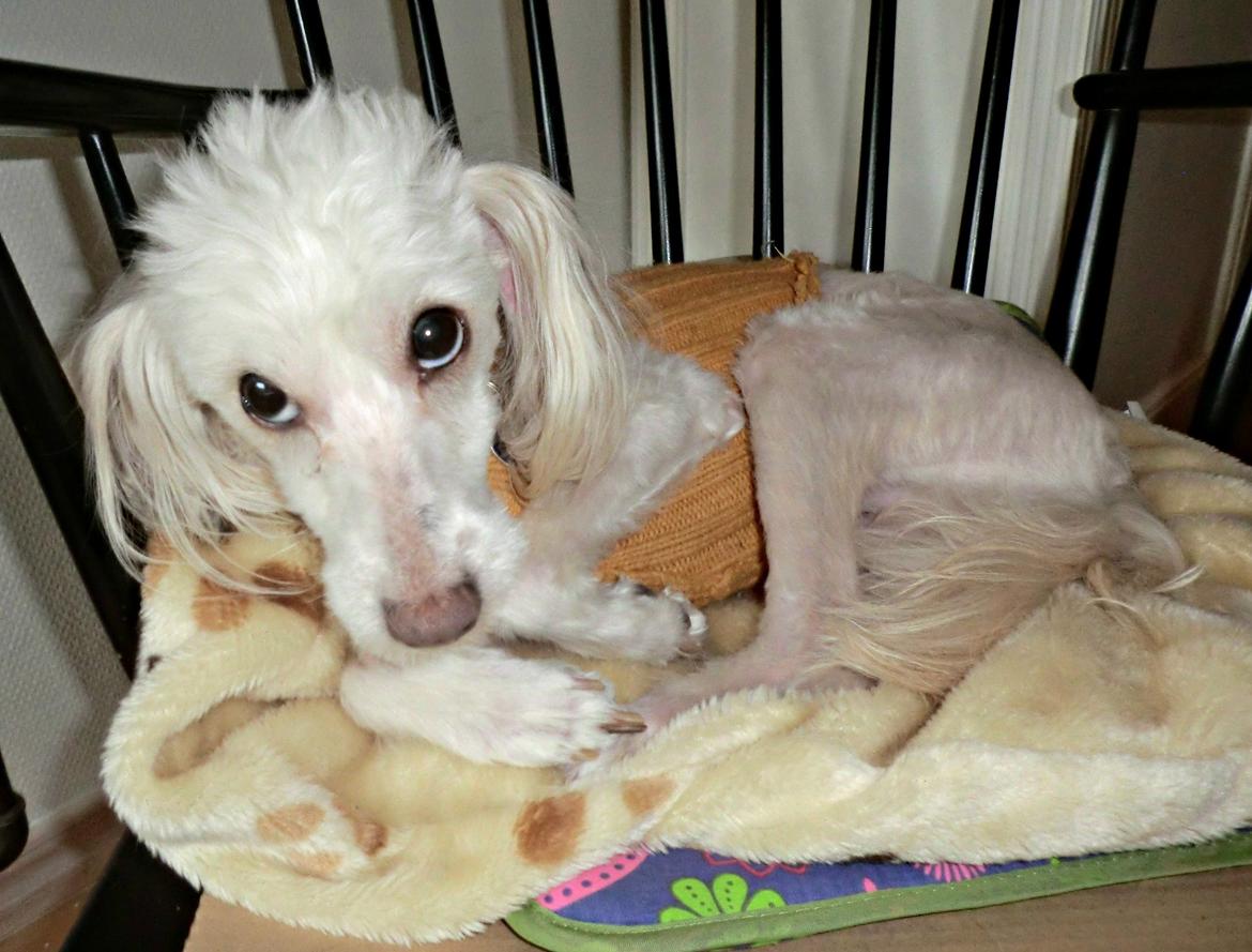 Blanding af racer Tjekko - Tjekko med sine bedårende øjne :) billede 1