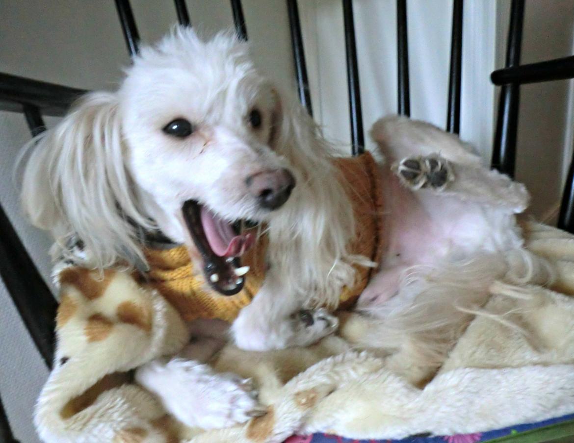 Blanding af racer Tjekko - "Nu er jeg altså træt af at få taget billeder!" billede 8