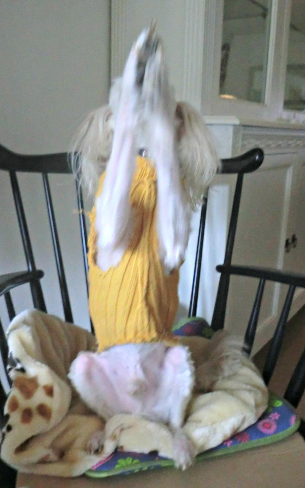 Blanding af racer Tjekko - Vinke vinke vinke :) billede 9