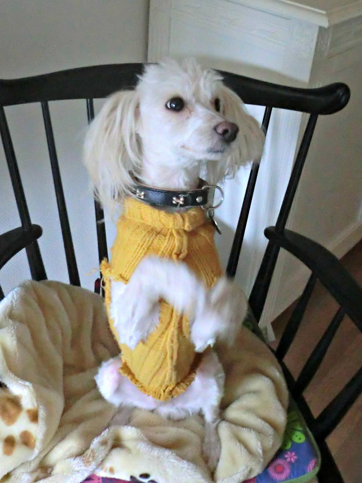 Blanding af racer Tjekko - Sidde som et egern kan han også :) billede 10