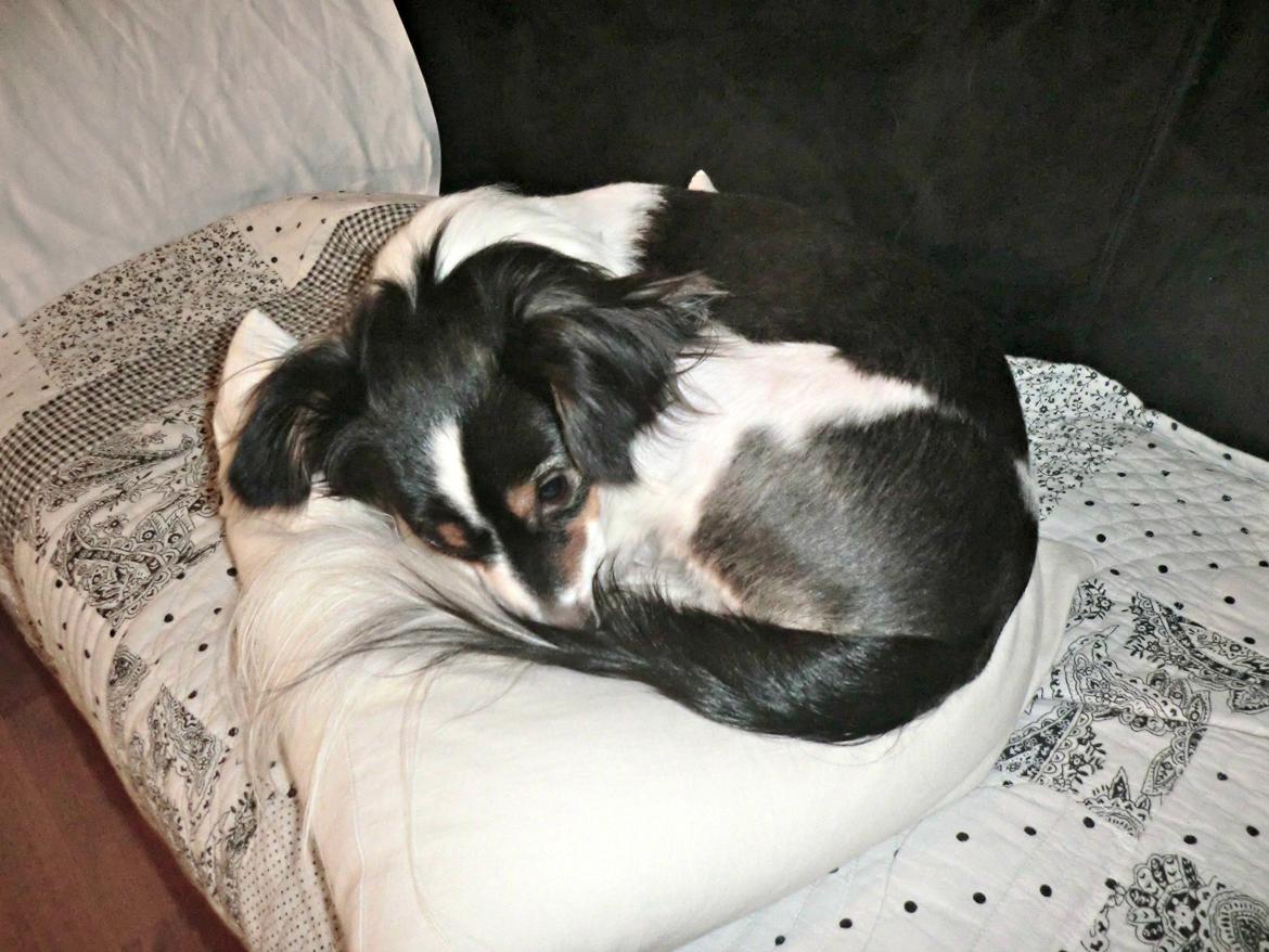 Blanding af racer Vaks billede 2