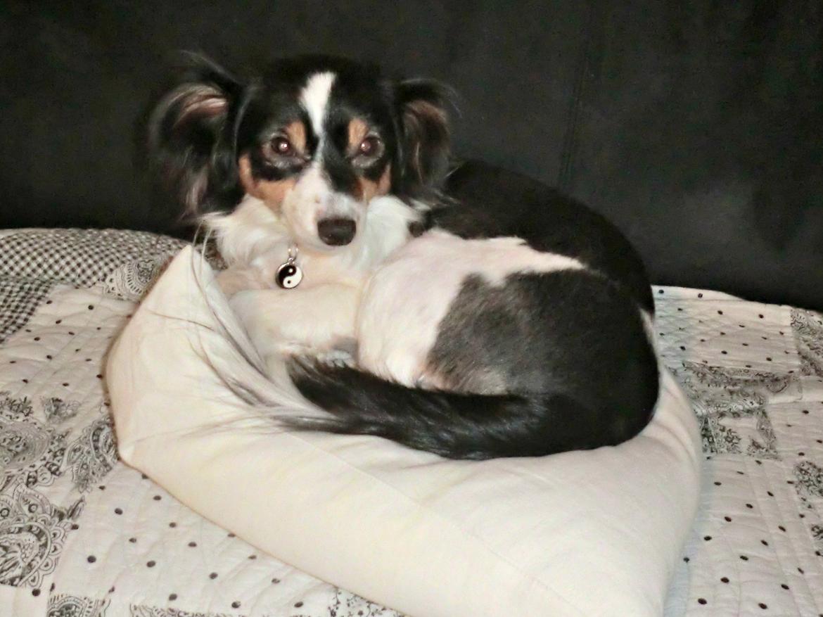 Blanding af racer Vaks billede 3