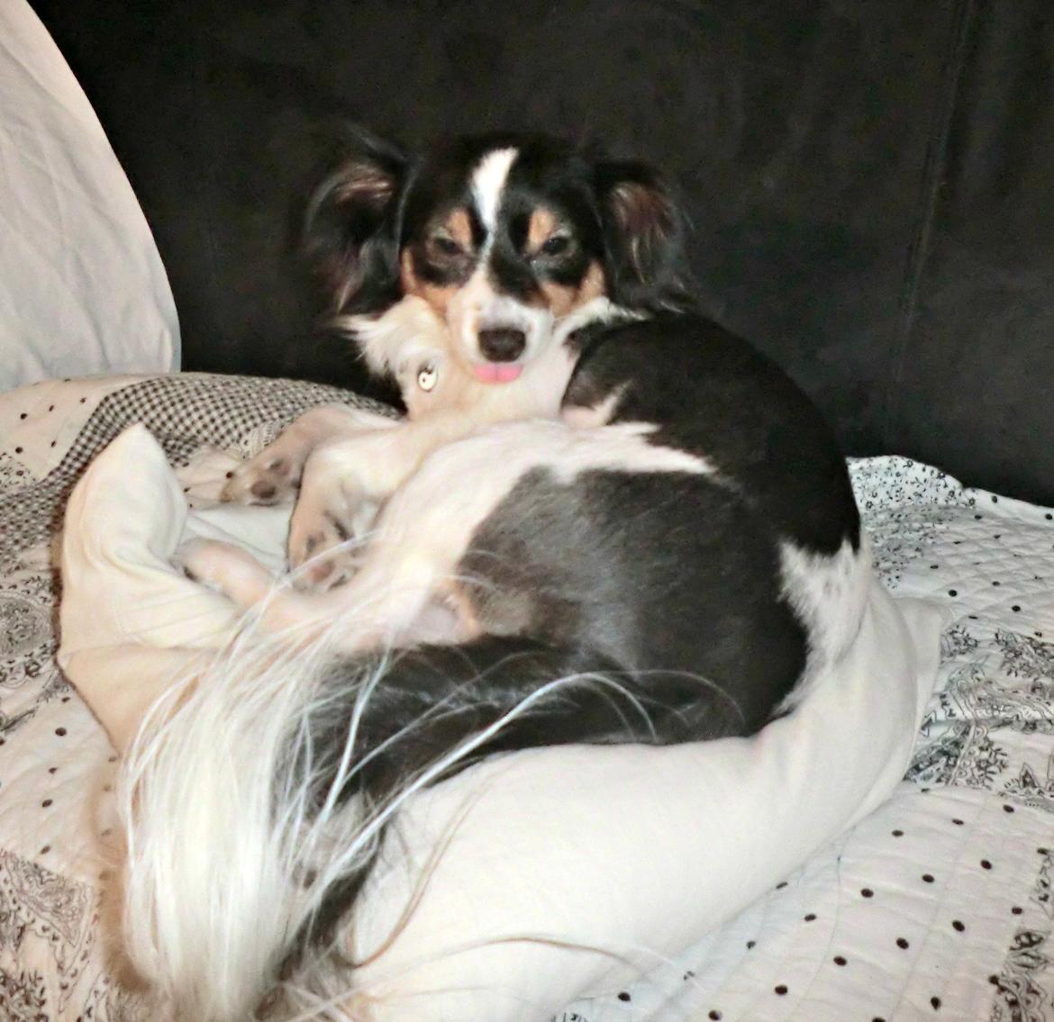 Blanding af racer Vaks billede 4