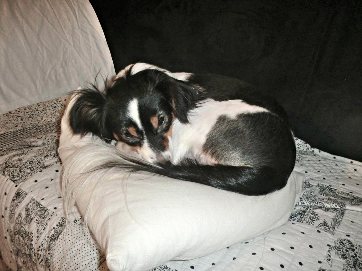 Blanding af racer Vaks billede 5