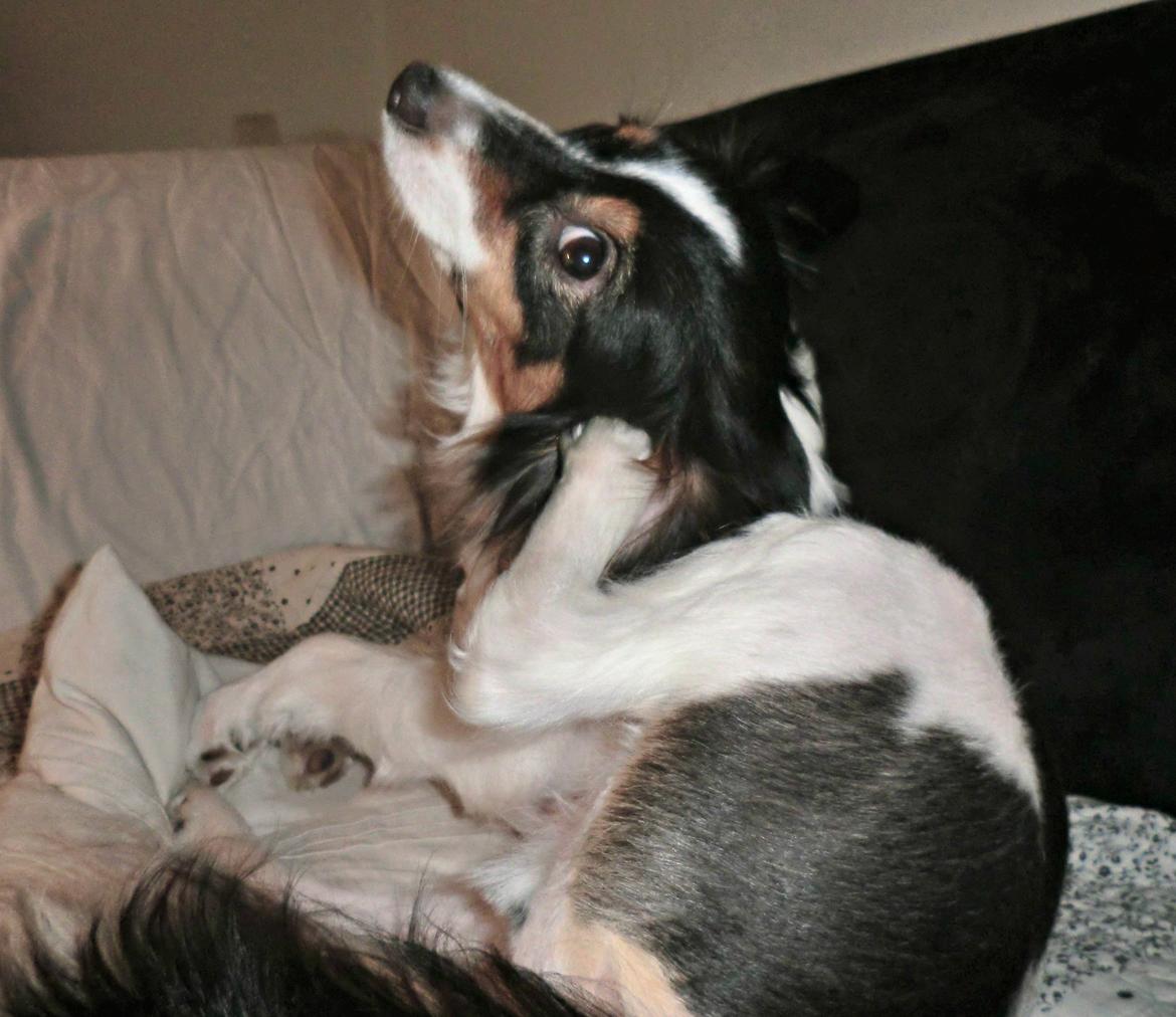 Blanding af racer Vaks billede 6