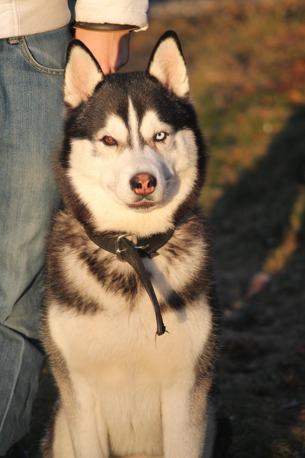Siberian husky Samson '' Don Bamson '' billede 7