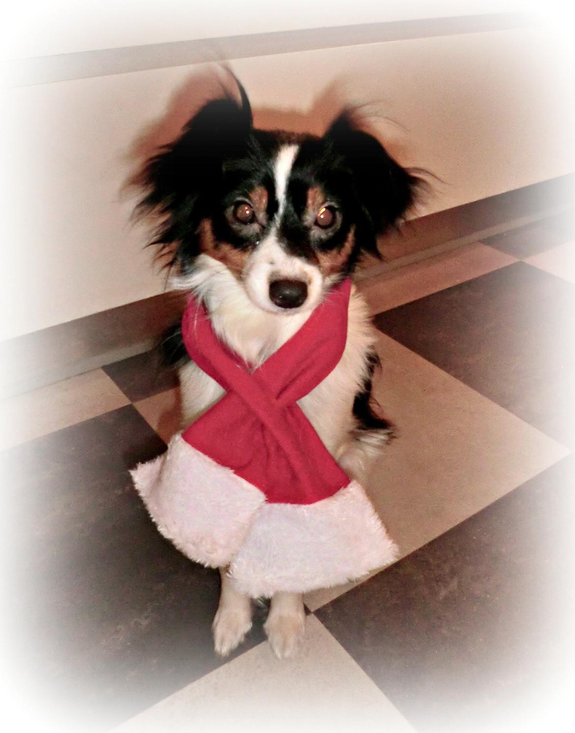 Blanding af racer Vaks - Vaks juleaften :) billede 1