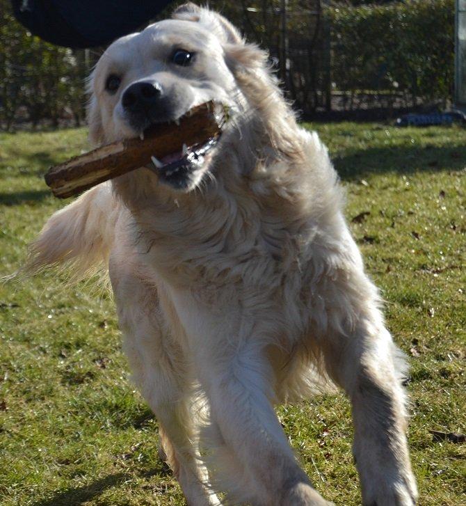 Golden retriever Thor billede 15