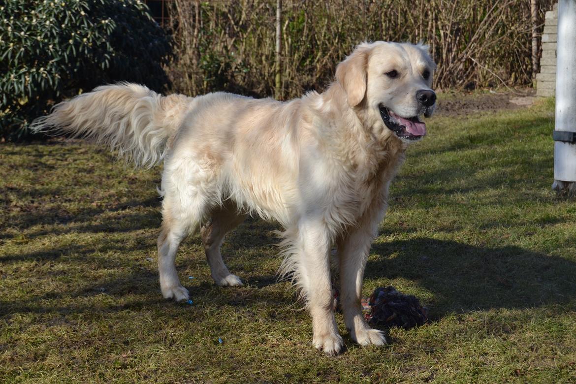 Golden retriever Thor billede 16