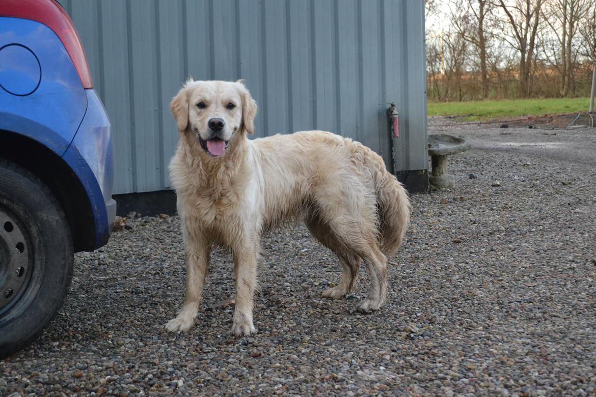 Golden retriever Thor billede 17