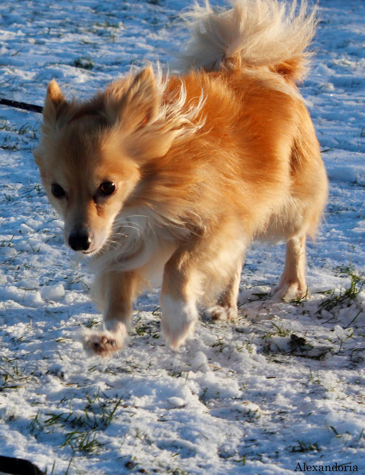 Blanding af racer Vaks [Himmelhund] billede 24