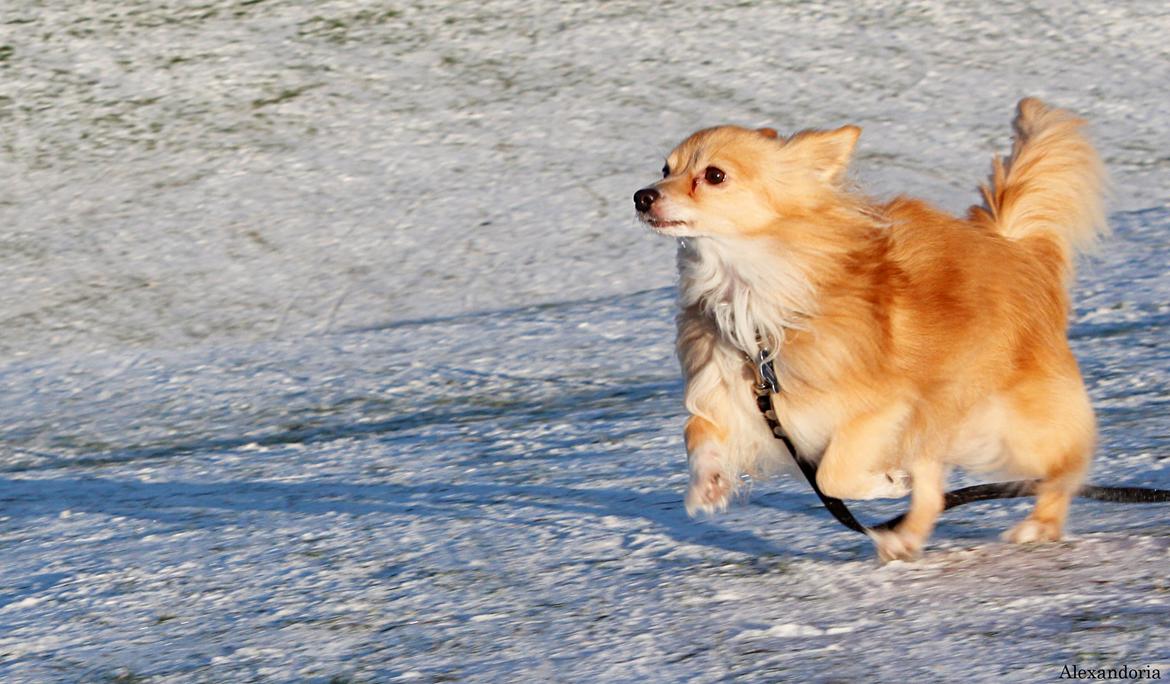 Blanding af racer Vaks [Himmelhund] billede 29