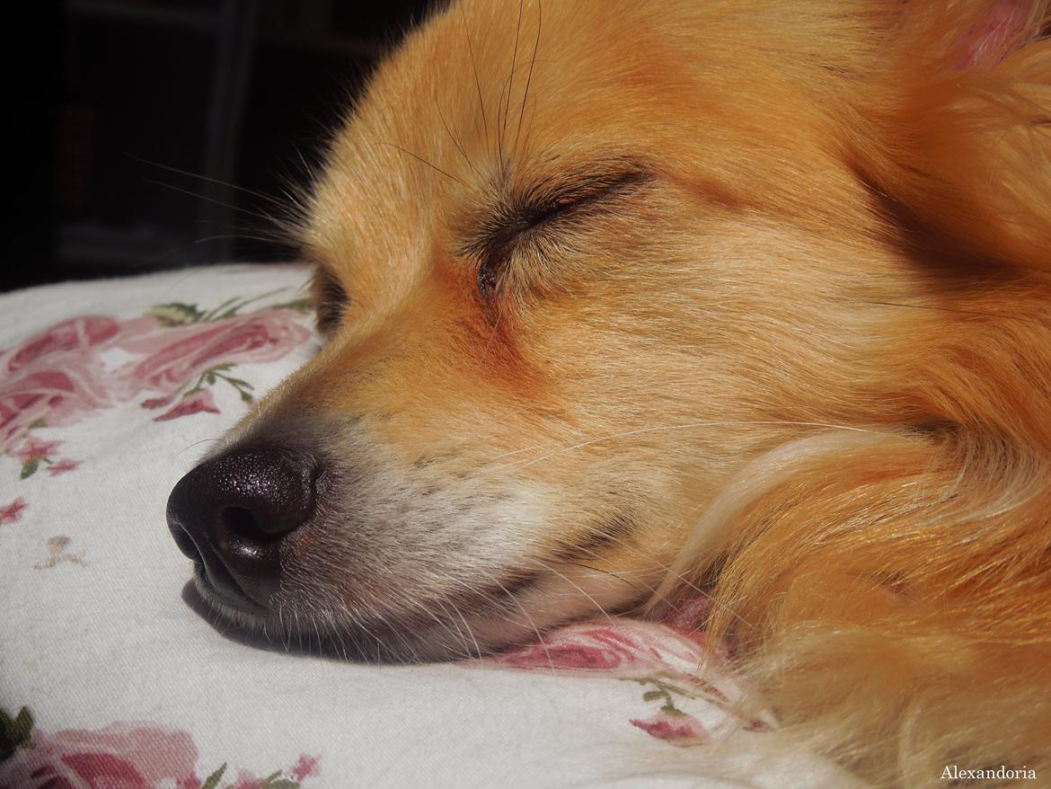 Blanding af racer Vaks [Himmelhund] billede 31